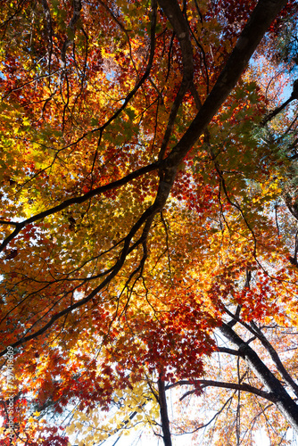A forest with trees in vari...