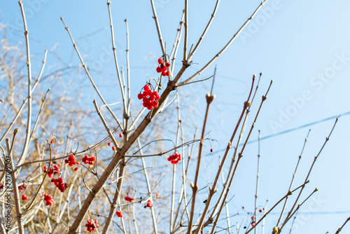 Cuadro en lienzo Viburnum branches with berries on sky background