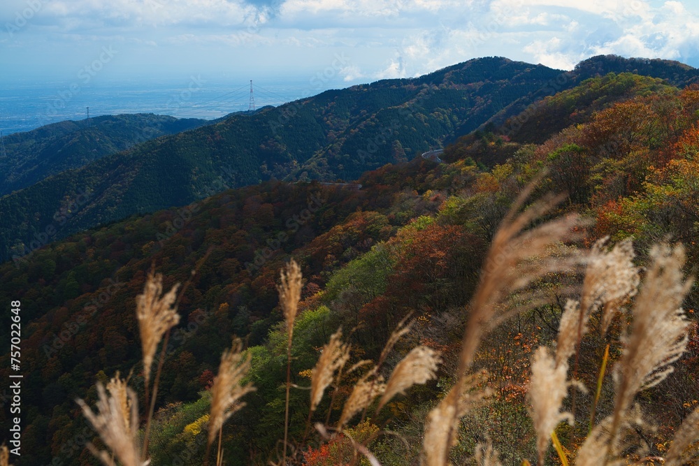 Naklejka premium すすきと陽の光が射す紅葉の山