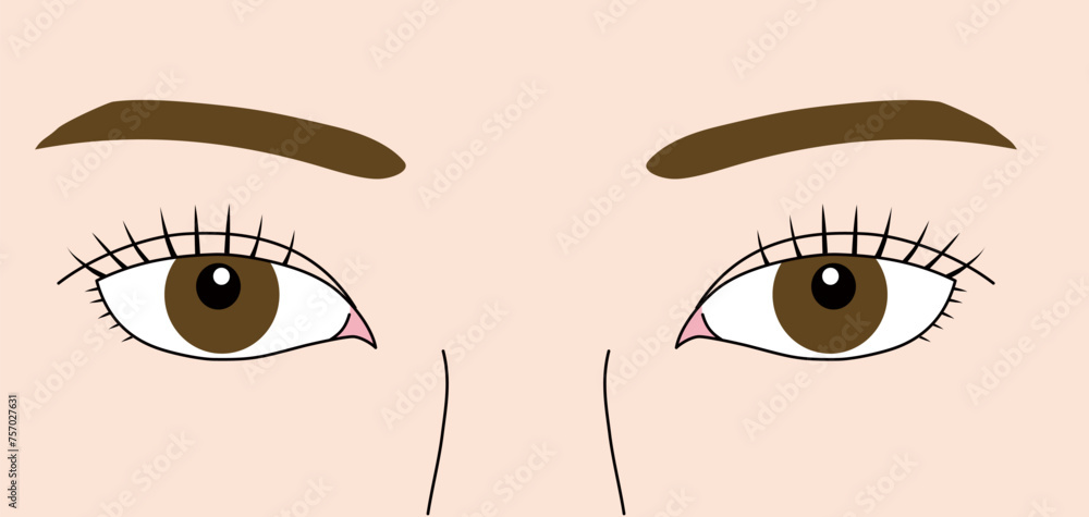 女性の目、まつげ、 二重、 まぶた、 眉毛、白目 、瞳 、正面、リアルな両目のベクターイラスト Stock Vector | Adobe Stock