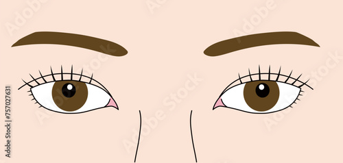 女性の目、まつげ、 二重、 まぶた、 眉毛、白目 、瞳 、正面、リアルな両目のベクターイラスト photo