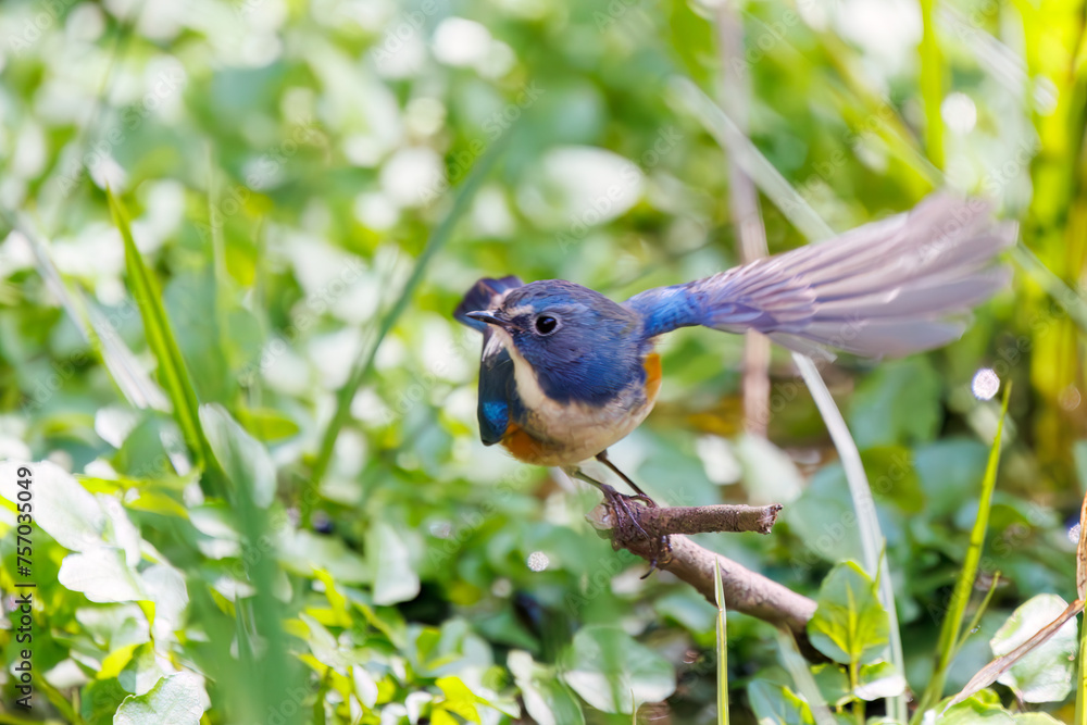 羽ばたいて飛び出す幸せの青い鳥、可愛いルリビタキ(ヒタキ科)。
日本国千葉県市川市、大町公園自然観察園にて。
2024年3月9日撮影。
A happy blue bird, the lovely Red-flanked Bluetail (Tarsiger cyanurus, family comprising flycatchers) in flap wings and fly away. 羽ばたいて飛び出す幸せの青い鳥、可愛いルリビタキ(ヒタキ科)。
日本国千葉県市川市、大町公園自然観察園にて。
2024年3月9日撮影。
A happy blue bird, the lovely Red-flanked Bluetail (Tarsiger cyanurus, family comprising flycatchers) in flap wings and fly away.