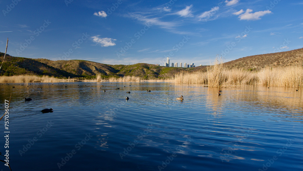 Ankara Eymir lake. View of the lake covered with reeds. Clouds reflected from the lake surface. Blue sky and lake view. Dry tree branches and lake. The focus is on the front. Ankara Eymir lake. View of the lake covered with reeds. Clouds reflected from the lake surface. Blue sky and lake view. Dry tree branches and lake. The focus is on the front.