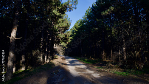 Pathway in the pine forest. Travel route surrounded by tall pine trees. Ankara Eymir Lake forest road.