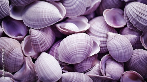 Close-up of a pile of purple shells. Monochrome background