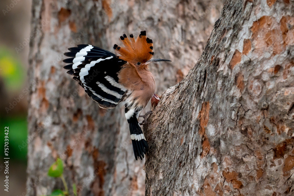 Common Hoopoe, Hoopoe (Upupa epops) The body has light brown stripes. or white and black The mouth is long, slender and curved. Feeding the baby. Phra Nakhon Si Ayutthaya, Thailand. Common Hoopoe, Hoopoe (Upupa epops) The body has light brown stripes. or white and black The mouth is long, slender and curved. Feeding the baby. Phra Nakhon Si Ayutthaya, Thailand.