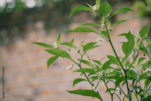 Chili plant with green leaves and white flowers.