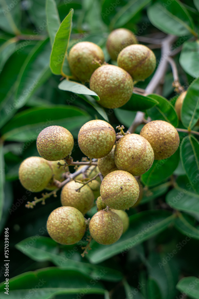 Obraz premium Longan fruit on a tree with green leaves