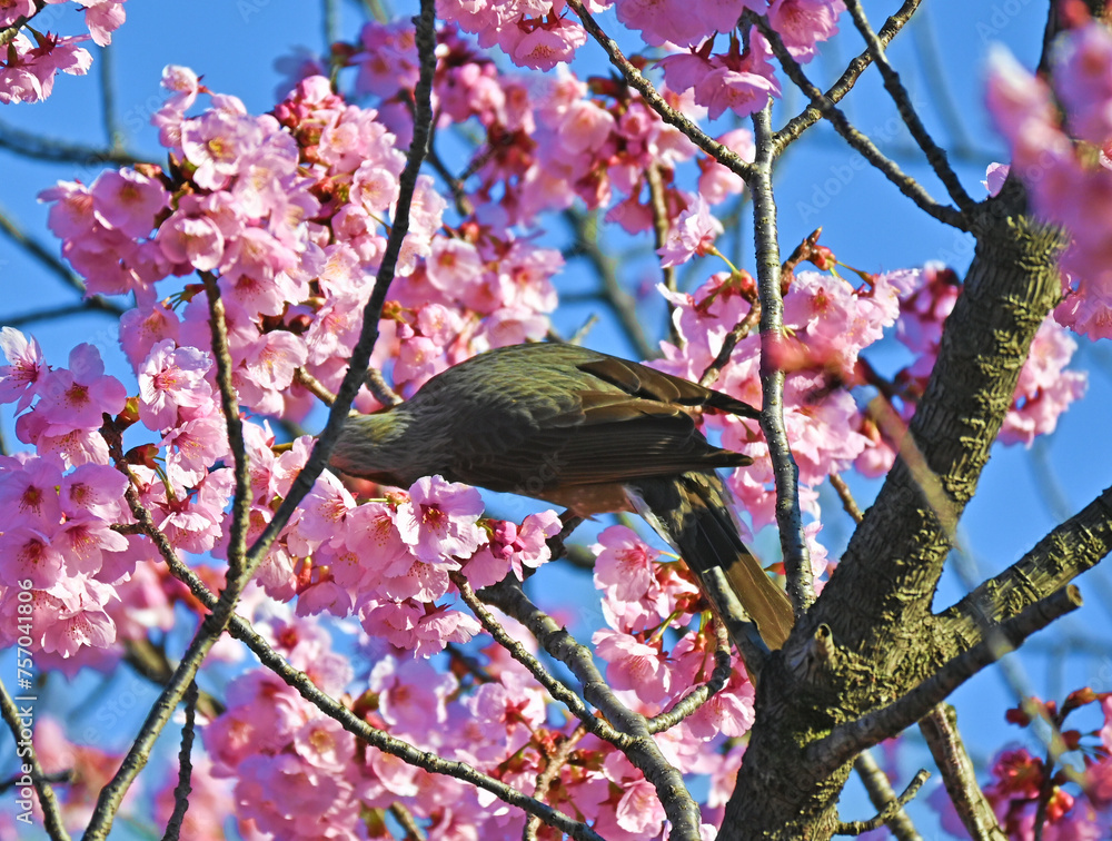 Obraz premium 河津桜の蜜を吸うヒヨドリ