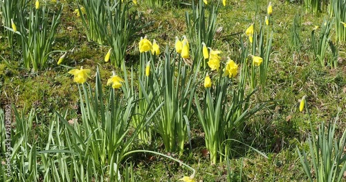 (Narcissus pseudonarcissus) Tufts of yellow daffodils on erect scapes with grayish-green basal foliage swaying lightly in the wind
 photo