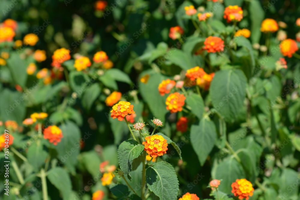 Shrub verbena flowers Shrub verbena flowers