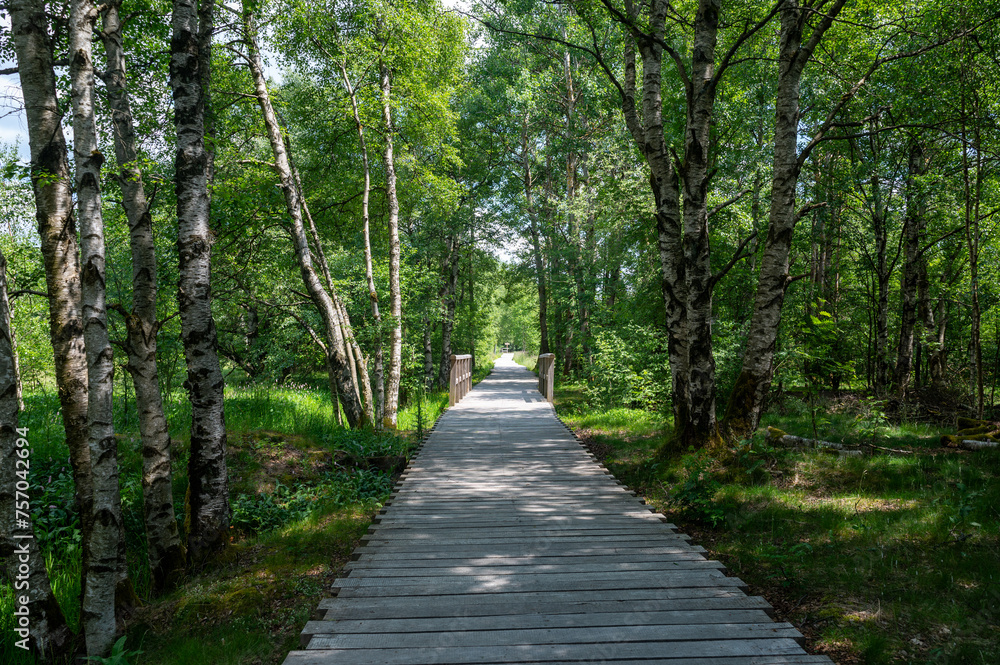 Moor landscape with wooden path and bridge Moor landscape with wooden path and bridge
