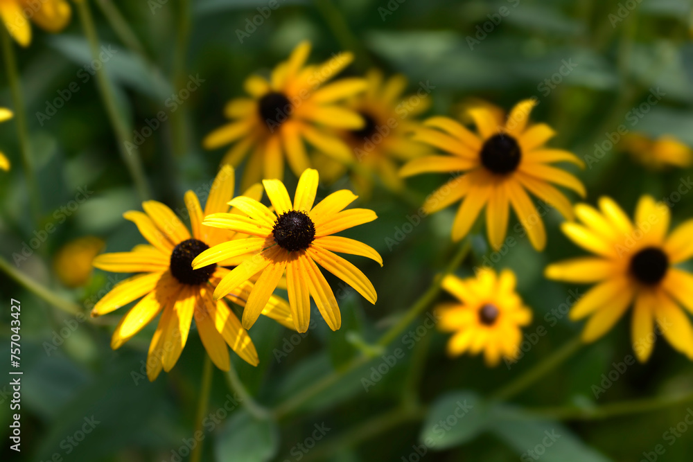 Fototapeta premium Black-eyed Susan flowers