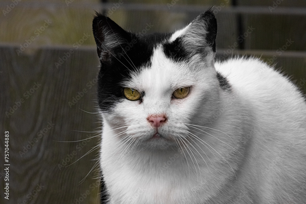 Black and white domestic tom cat. Serious looking male cat. Wild animal