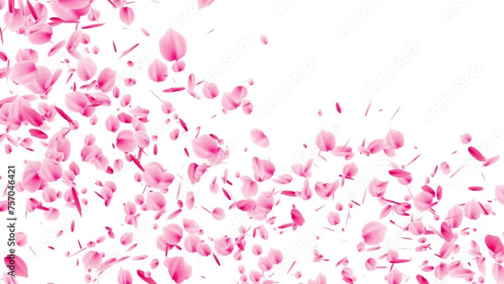 particle cherry blossom falling animation with transparent background particle cherry blossom falling animation with transparent background