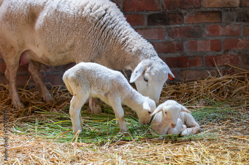 White headed dorper sheep with two newly born lambs