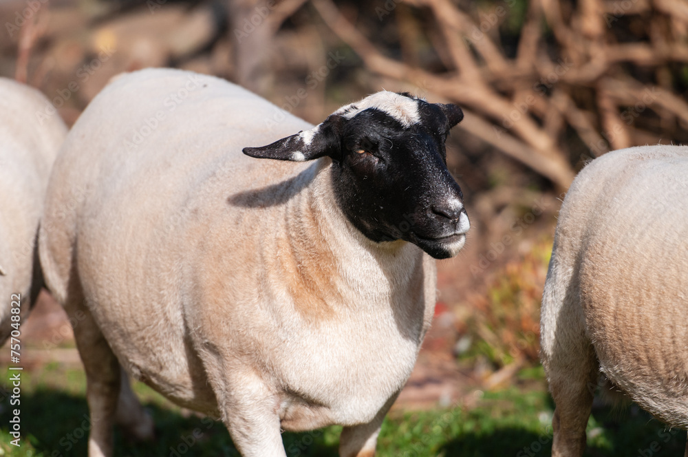 Pregnant black headed Dorper Ewe with blurred bacjground Pregnant black headed Dorper Ewe with blurred bacjground