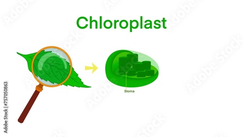 Chloroplast Photosynthesis Infographic Elements, Chloroplast organelles, structure within cells of plants, Cross section of a chloroplast from plant cell, organelle conducting photosynthesis photo