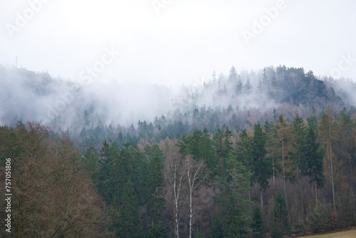 Foggy forest on a mountain in the Elbe Sandstone Mountains. Gloomy atmosphere