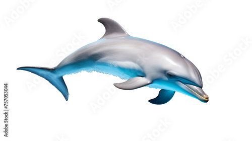 Graceful Dolphin Portrait on isolated background