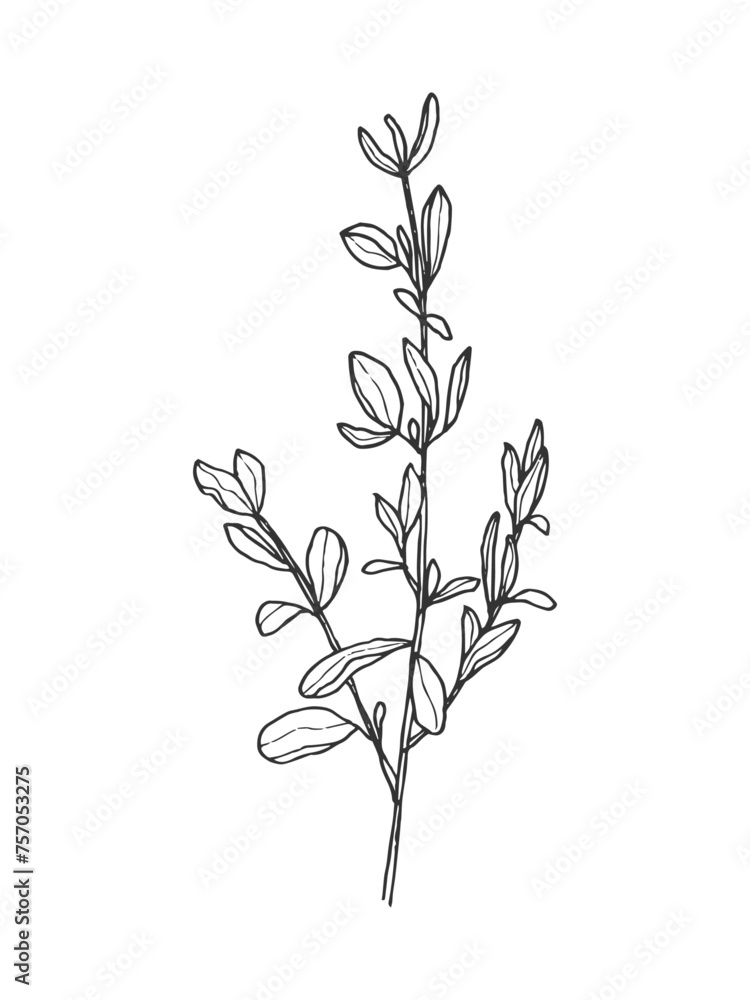 Hand drawn line art minimalist majoram illustration. Healing herbs, culinary herbs, aromatherapy plants, herbal tea ingredients and graphic design elements. Organic skincare ingredients.