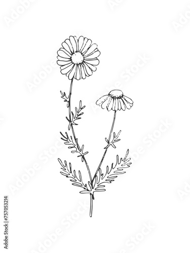 Hand drawn line art minimalist camomile illustration. Healing herb, flower, aromatherapy plant, herbal tea ingredient and graphic design element. Organic skincare ingredient.