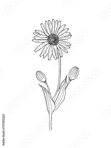 Hand drawn line art minimalist arnica illustration. Healing herbs  flowers  aromatherapy plants  herbal tea ingredients and graphic design elements. Organic skincare ingredients.