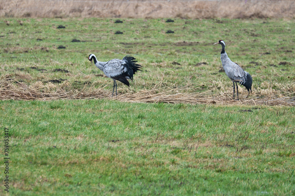 Naklejka premium Cranes on a damp meadow. Wild birds foraging in the wild. Migratory birds