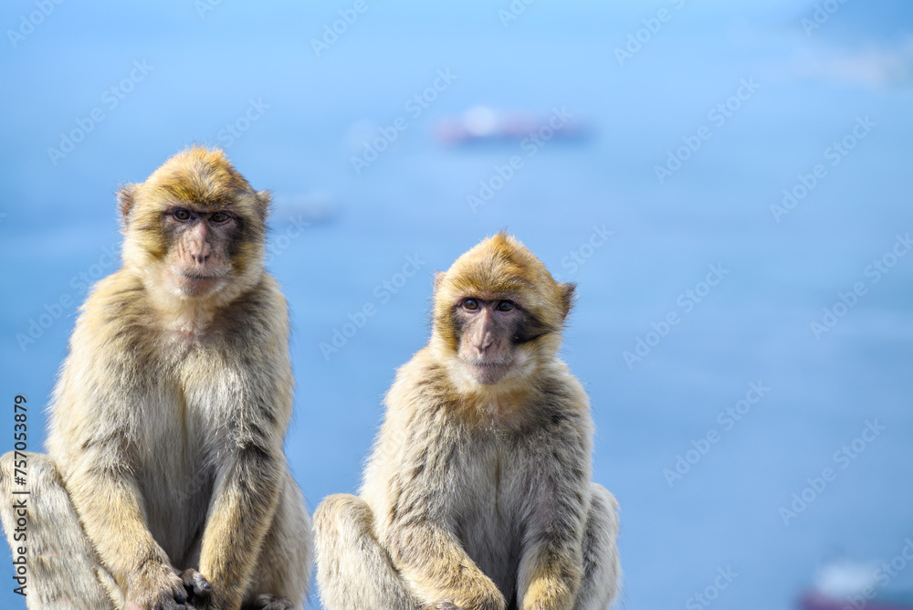 Gibraltar monkeys on the Rock of Gibraltar.