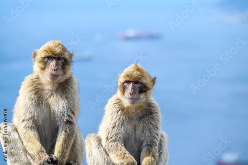 Gibraltar monkeys on the Rock of Gibraltar. © Janis Smits