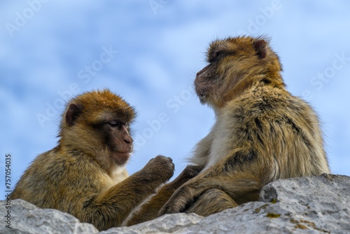 Gibraltar monkeys on the Rock of Gibraltar.