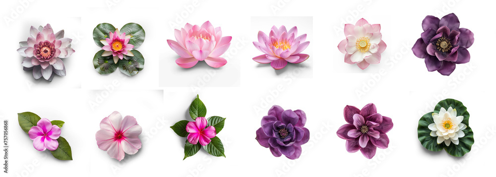 set of flowers on transparency background PNG
