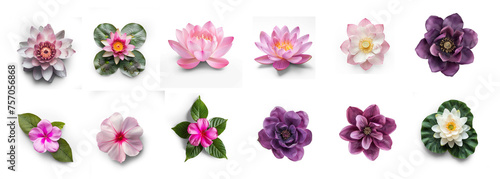set of flowers on transparency background PNG 