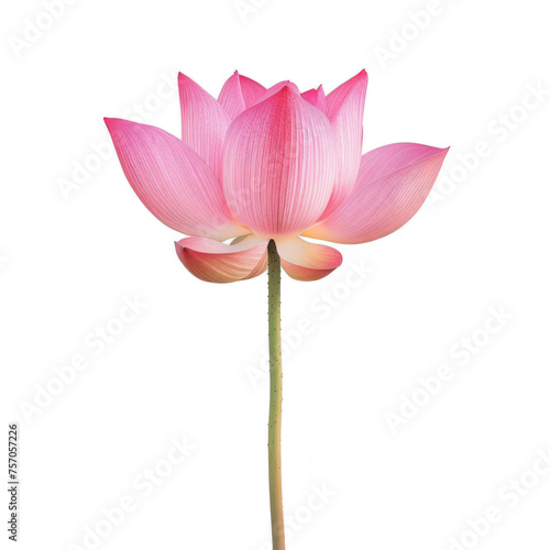 pink lotus on transparency background PNG 