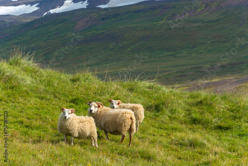 Sheep on the grassland in the Faroe Islands, Denmark