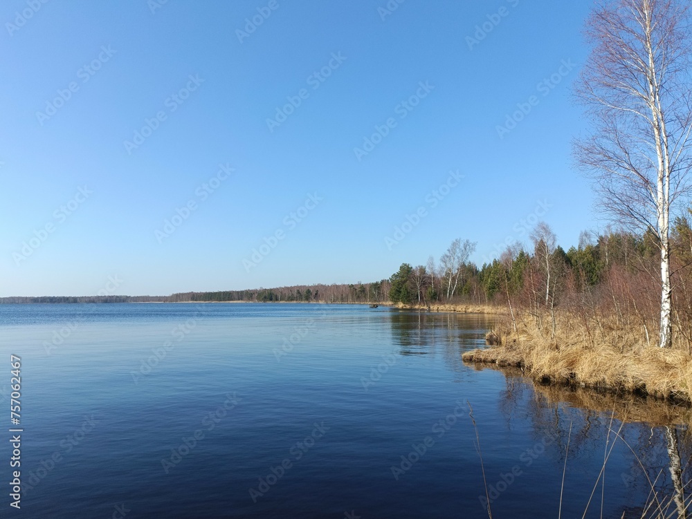 Rekyva forest and lake during sunny summer day. Pine and birch tree woodland. Wavy lake. Bushes and small trees are growing in woods. Sunny day without clouds in blue sky. Nature. Rekyvos miskas.	