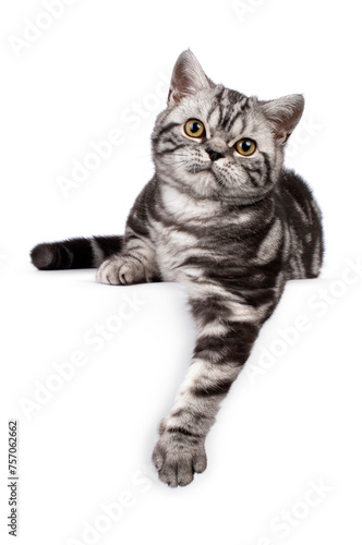 British shorthair black tabby silver kitten, laying down facing front, one paw hanging over edge, looking to camera, isolated on a white background