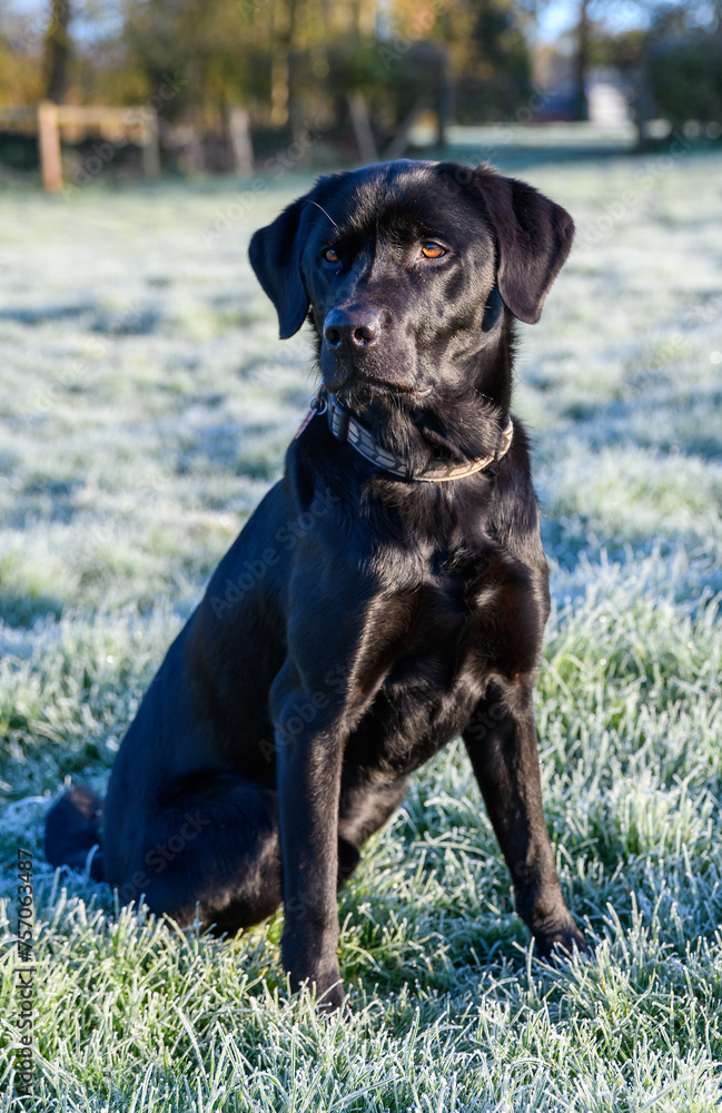 Black Labrador dog sat on the frosty grass in springtime. Beautiful dog with shiny coat captured in sunlight, with a forest background. Old working gun dog. Copy space. 