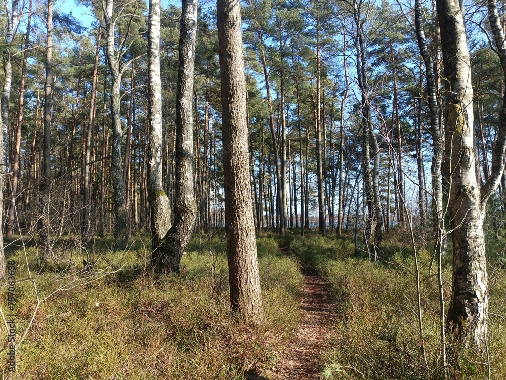 Rekyva forest during sunny summer day. Pine and birch tree woodland. Blueberry bushes are growing in woods. Sunny day without any clouds. Nature. Rekyvos miskas. Rekyva forest during sunny summer day. Pine and birch tree woodland. Blueberry bushes are growing in woods. Sunny day without any clouds. Nature. Rekyvos miskas.