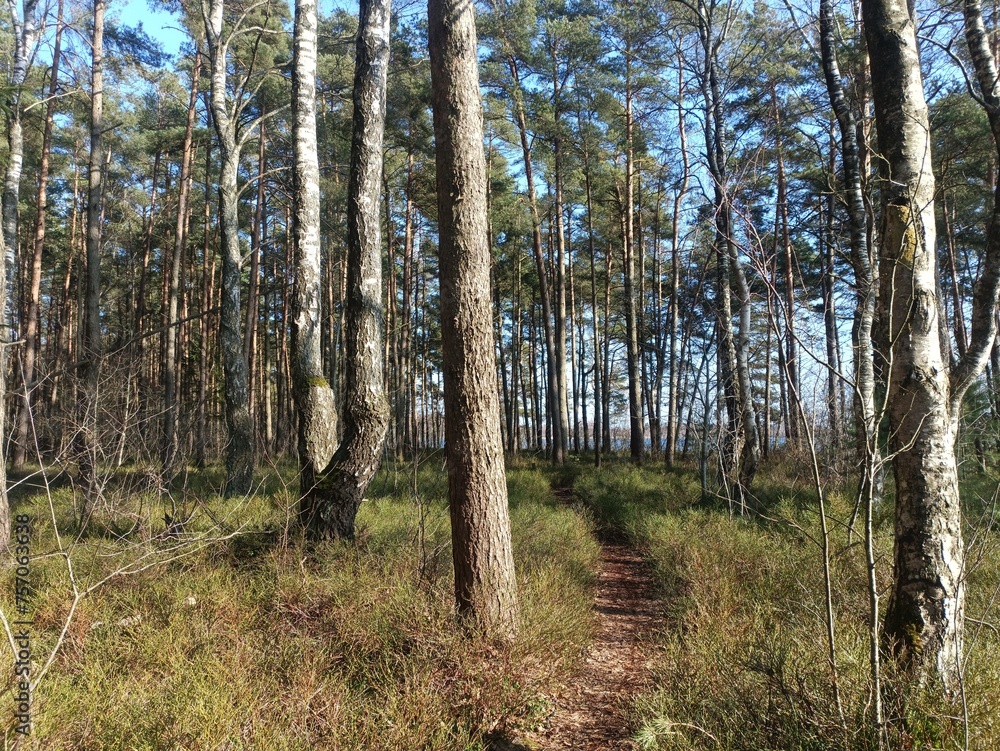 Rekyva forest during sunny summer day. Pine and birch tree woodland. Blueberry bushes are growing in woods. Sunny day without any clouds. Nature. Rekyvos miskas.