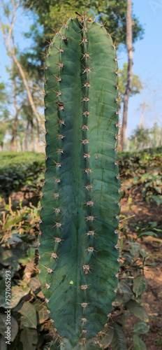 Closeup Cactus, tall Cactus