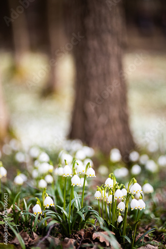 Wild spring snowflake flowers with blurred forest trees on background - vertical shoot