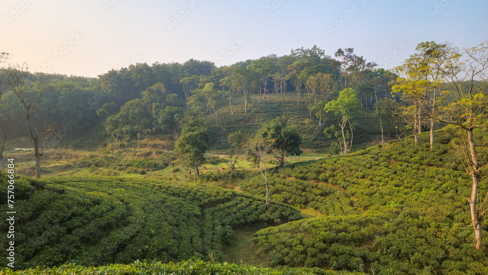 Tea Garden Sreemangal, Sylhet Bangladesh