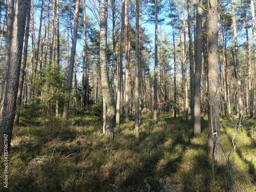 Rekyva forest during sunny summer day. Pine and birch tree woodland. Blueberry bushes are growing in woods. Sunny day without any clouds. Nature. Rekyvos miskas.