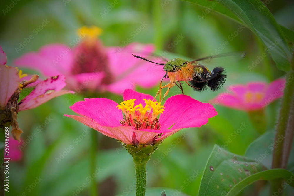 close up hummingbird moth in the garden close up hummingbird moth in the garden