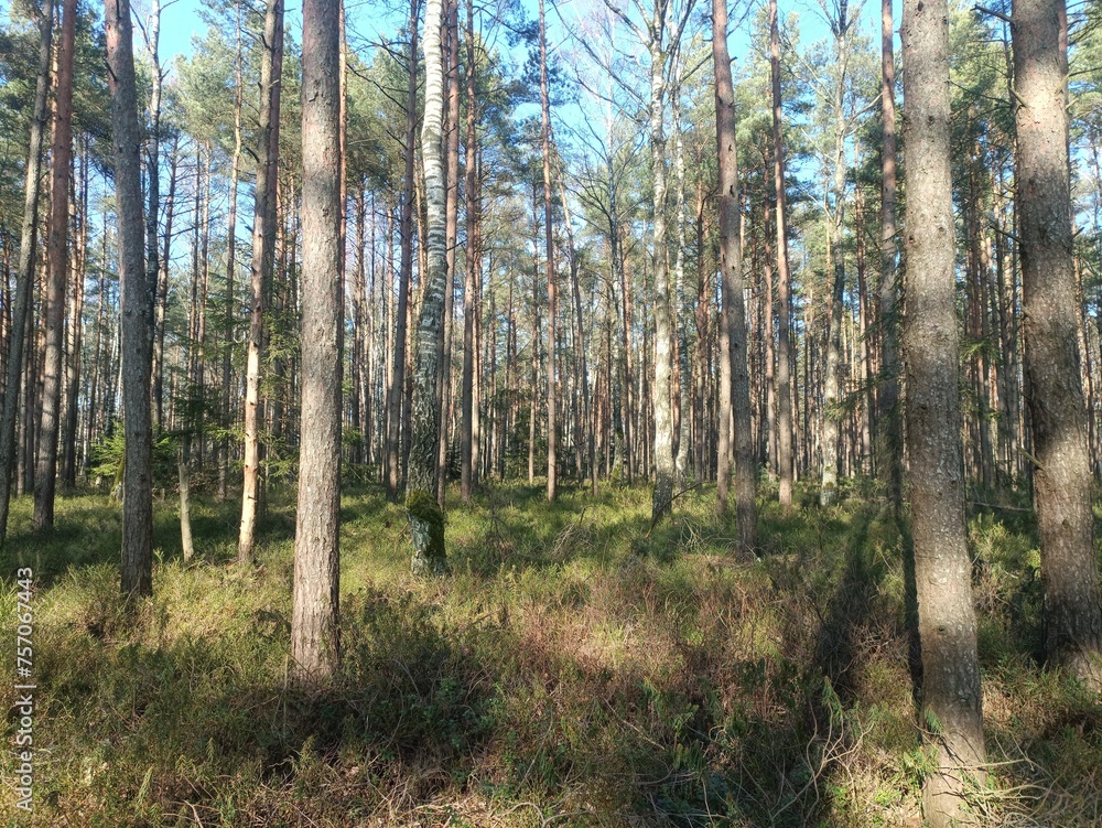 Rekyva forest during sunny summer day. Pine and birch tree woodland. Blueberry bushes are growing in woods. Sunny day without any clouds. Nature. Rekyvos miskas. Rekyva forest during sunny summer day. Pine and birch tree woodland. Blueberry bushes are growing in woods. Sunny day without any clouds. Nature. Rekyvos miskas.