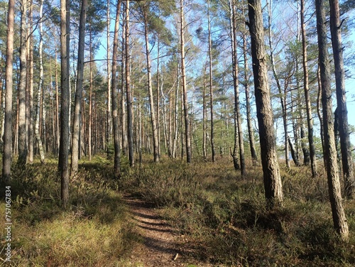 Rekyva forest during sunny summer day. Pine and birch tree woodland. Blueberry bushes are growing in woods. Sunny day without any clouds. Nature. Rekyvos miskas.