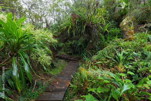 Weg zum  Aussichtspunkt le trou de fer, Forêt de Bébour, Reunion, Frankreich photo