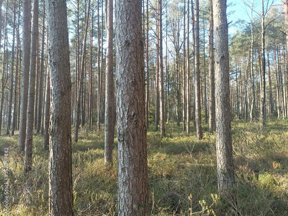 Rekyva forest during sunny summer day. Pine and birch tree woodland. Blueberry bushes are growing in woods. Sunny day without any clouds. Nature. Rekyvos miskas. Rekyva forest during sunny summer day. Pine and birch tree woodland. Blueberry bushes are growing in woods. Sunny day without any clouds. Nature. Rekyvos miskas.