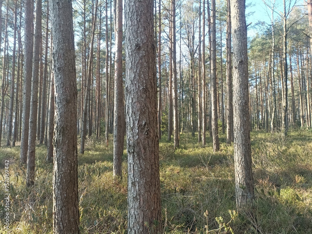 Rekyva forest during sunny summer day. Pine and birch tree woodland. Blueberry bushes are growing in woods. Sunny day without any clouds. Nature. Rekyvos miskas.